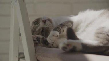 Günışığında Balkonda dinlenen Tekir Kedi