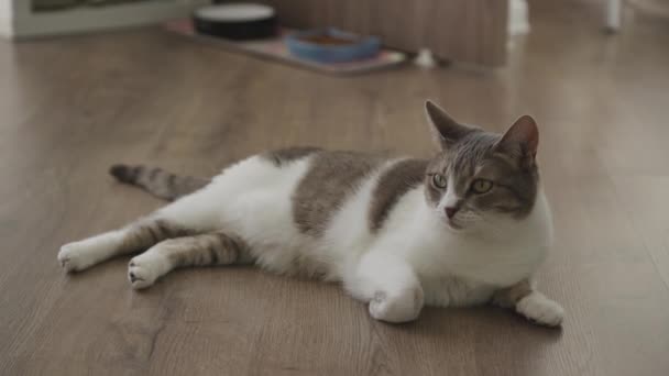 Gato Doméstico Sereno Con Pieles Grises Blancas Tumbado Suelo Madera — Vídeos de Stock