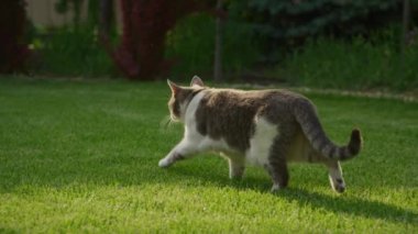 Tekir kedi sinsice yürüyor canlı yeşil çimlerin üzerinde