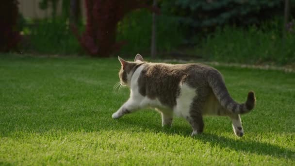 Tabby Cat Walking Stealthily Vibrant Green Lawn — Stock Video