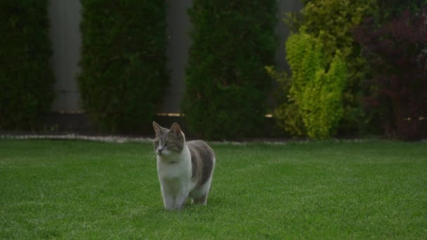 Kot Stoi Uważnie Bujnym Zielonym Trawniku Ogrodzie — Wideo stockowe