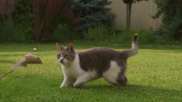 猫蹲伏在花园的草地上 准备猛扑过去 — 图库视频影像