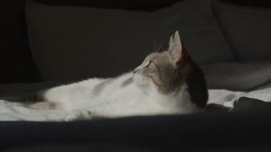 Bir kedi yatağında uzanır, güneşi emer.