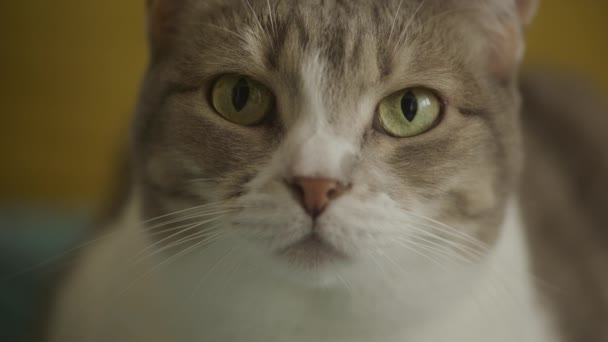 Retrato Íntimo Gato Con Ojos Verdes Llamativos — Vídeo de stock