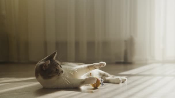 Домашний Кот Играет Игрушкой Теплым Солнцем — стоковое видео