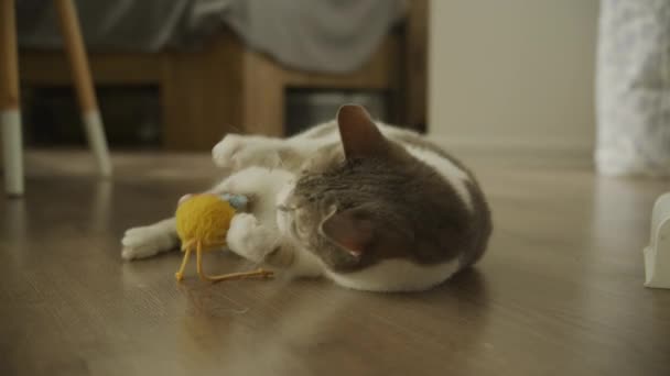 Домашний Кот Занимающийся Игривыми Выходками Красочной Игрушечной Мышкой — стоковое видео