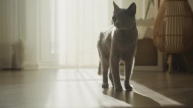 Rus Mavisi bir kedi güneşli, modern bir dairede duruyor, yere gölgeler saçıyor.