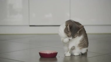 Kiremit kaplı bir zeminde oturan bir kedi yakınlarda kırmızı bir yemek kasesiyle kendini tımar ediyor.