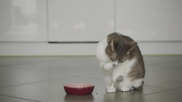 Egy Macska Üldögél Csempézett Padlón Közelben Egy Piros Tálkával Ápolja — Stock videók