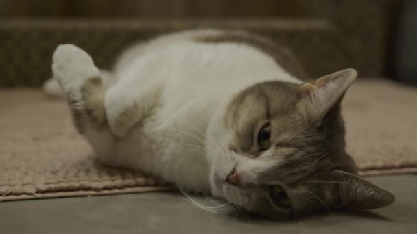 柔らかい敷物の屋内 その側に休んでいる白い毛皮を持つ穏やかなタビーの猫のクローズアップ — ストック動画