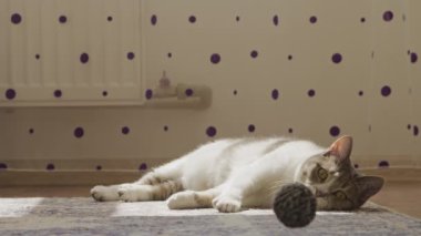 Oyuncak bir evcil kedi halının üzerinde sırt üstü yatıyor, dekoratif duvarları olan bir odada bir oyuncakla meşgul oluyor.