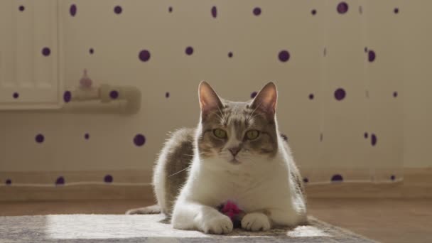 紫色のポルカドットで飾られた部屋を通って日光をフィルタリングし カーペットの上に緑色の目を照らすコンテンツタビー猫 — ストック動画