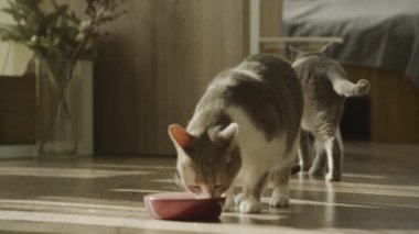 Gri ve beyaz bir kedi, ahşap bir zeminde pembe bir kaseden besleniyor.