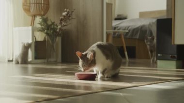 Bir kedi kaseden yemek yerken diğeri sıcak bir ev ortamında yaklaşıyor.