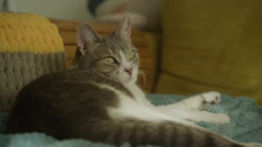 Gri ve beyaz kedi, yumuşak mavi bir battaniyenin üzerinde dinleniyor. Kapalı alanda derin düşüncelere dalmış bir ifadeyle.