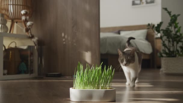 Kot Domowy Ostrożnie Zbliża Się Świeżego Doniczki Trawy Przytulnym Wnętrzu — Wideo stockowe