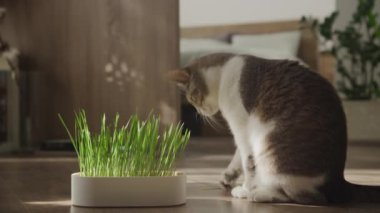 İyi aydınlatılmış bir ev ortamında büyüyen kedi otunu koklayan meraklı ev kedisi.