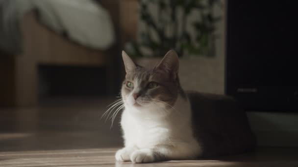 Huiskat Met Opvallende Groene Ogen Genietend Van Warmte Van Zonlicht — Stockvideo