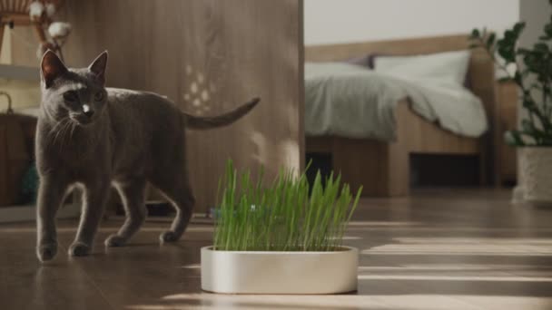 Elegante Gato Gris Acercándose Una Olla Exuberante Hierba Gato Suelo — Vídeos de Stock
