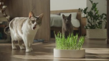 Tekir bir kedi yalıyor ve arka planda kedi çimi olan gri bir kedi, güneşli bir ev ortamında