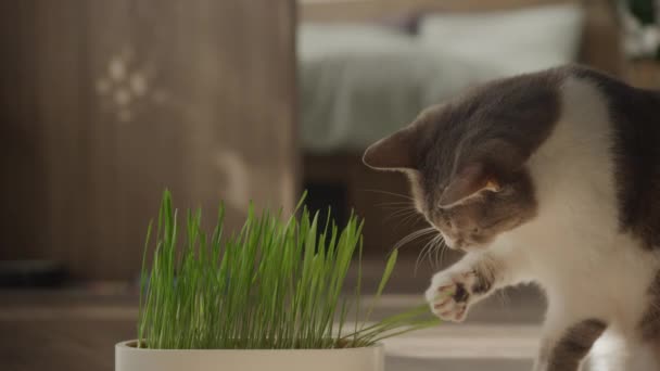 Inomhus Katt Pawing Färsk Grön Katt Gräs Vit Kruka Naturligt — Stockvideo