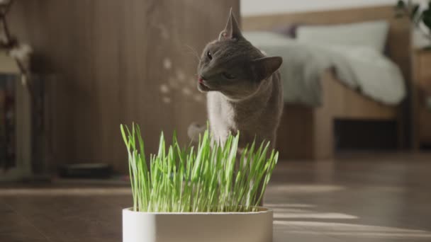 Domowe Kot Lizanie Warg Gryzieniu Garnku Bujnej Trawy Kocimiętki Pomieszczeniach — Wideo stockowe