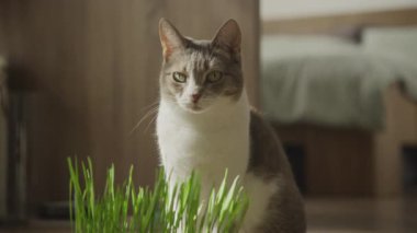 Yeşil gözlü dikkatli bir tekir kedinin yakın çekimi. Kapalı alanda yemyeşil bir kedi otunun yanında duruyor. Rahat bir yuva kuruyor.