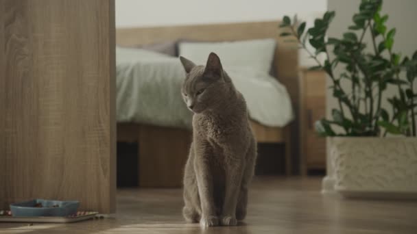 柔らかい自然の照明と近代的な家庭環境で猫ボウルの隣に座っているロシアの青い猫 — ストック動画