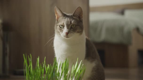 무성한 고양이 편안한 조심스러운 Tabby 고양이의 클로즈업 — 비디오