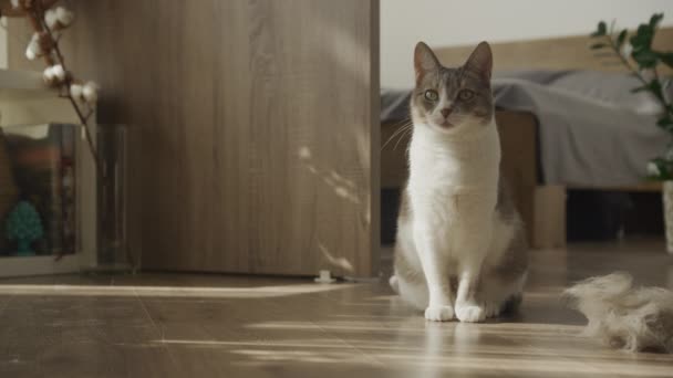 Gato Doméstico Sentado Junto Una Bola Pelo Que Cae Piso — Vídeo de stock