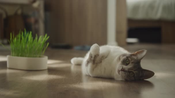 Χαλαρός Γάτα Παιχνιδιάρικα Ξαπλωμένος Στην Πλάτη Του Δίπλα Στο Γρασίδι — Αρχείο Βίντεο