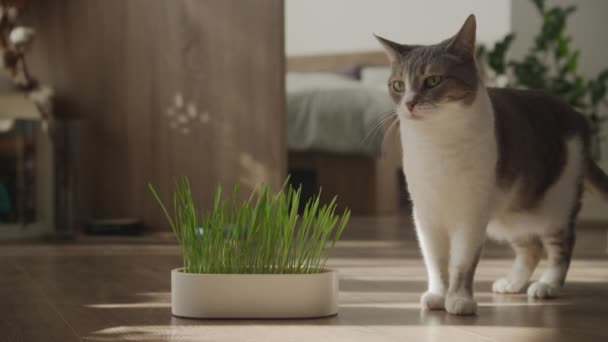 Una Mano Persone Che Presenta Erba Gatto Gatto Attento Pavimento — Video Stock