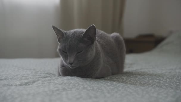 Gato Azul Ruso Sereno Descansando Con Los Ojos Cerrados Sobre — Vídeos de Stock
