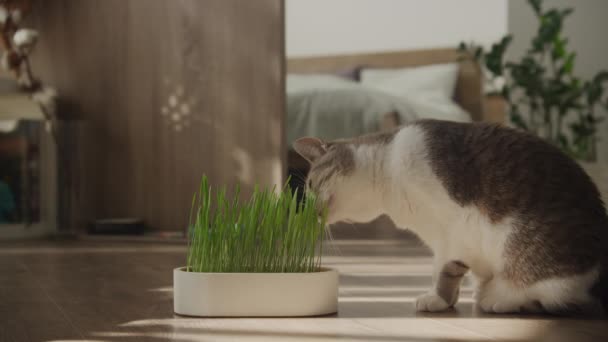 Kočka Interiéru Okusující Zdravé Zelené Kočičí Trávě Slunečném Domácím Prostředí — Stock video