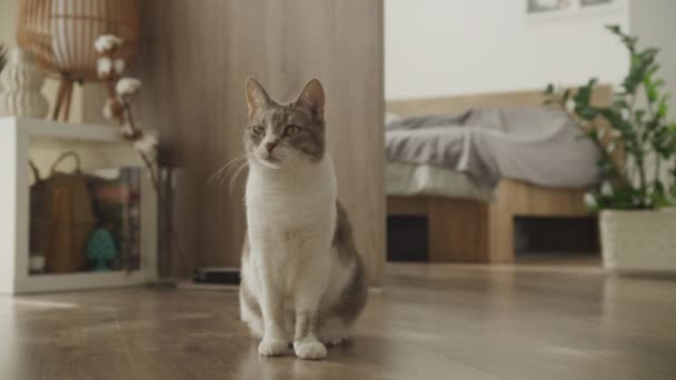 Seekor Kucing Tabby Kontemplatif Duduk Lantai Kayu Dengan Dekorasi Rumah — Stok Video