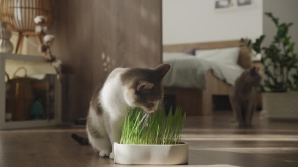 Gatos Domésticos Una Acogedora Casa Mordisqueando Crecimiento Hierba Gato — Vídeo de stock