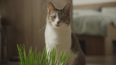 Evcil bir kedi, evde taze kedi otlarının yanında oturuyor. Meraklı ve şüpheli görünüyor.