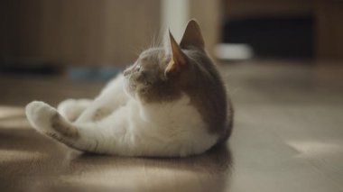 Huzurlu bir evcil kedi sırt üstü uzanıyor, güneşli bir odada sessiz bir anın tadını çıkarıyor.