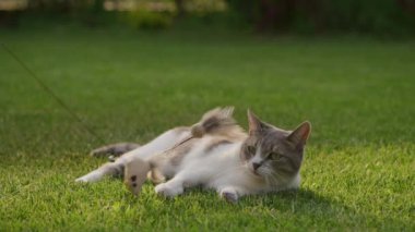 Kedi, bahçede oynamakta tereddüt eden çimenlerin üzerinde uzanırken bir tüy oyuncağına bakar.
