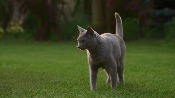 Скрытая Серая Кошка Охотится Зеленой Траве Сумерках — стоковое видео