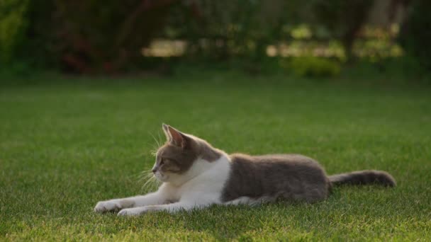 Akşam Işığında Yemyeşil Çimlerde Oyuncak Ile Meşgul Olan Kedi — Stok video
