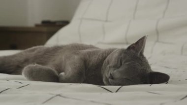 Huzurlu gri kedi şablonlu bir yatak örtüsünde kestiriyor.