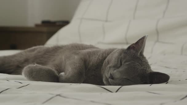 パターンベッドスプレッドにナッピング平和な灰色の猫 — ストック動画