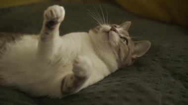 Evcil kedi mavi bir iple oyuncak bir fareyle oynuyor.