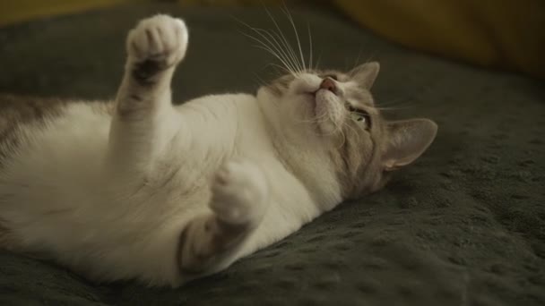 Gato Doméstico Jugando Con Ratón Juguete Una Cuerda Azul — Vídeos de Stock