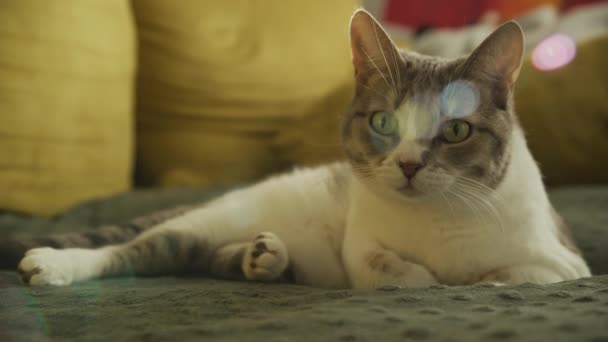 Gato Descansando Con Una Mirada Curiosa Reflejos Luz — Vídeo de stock