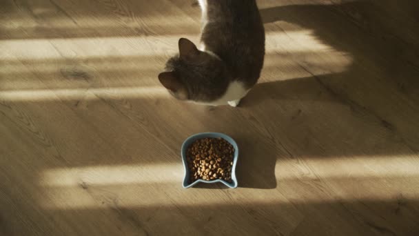 Γάτα Πλησιάζει Ένα Μπολ Των Τροφίμων Ένα Ξύλινο Πάτωμα — Αρχείο Βίντεο