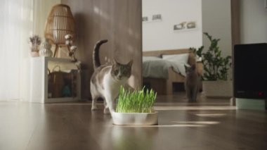 İki meraklı kedi, sıcak bir evin içindeki ahşap zeminde filizlenen bir kedi nanesini araştırıyor.