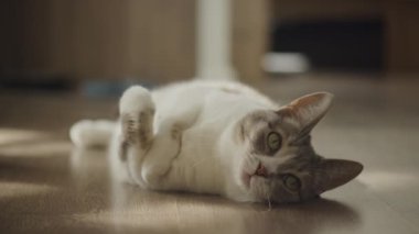 Huzurlu bir evcil kedi rahat bir şekilde sırtüstü yatar parke zeminde, şakacı bir şekilde etkileşime girer.