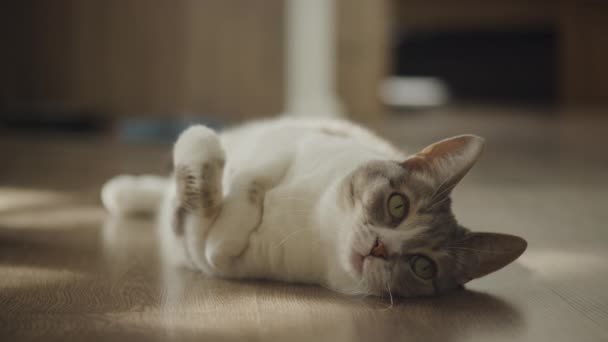 Gato Doméstico Sereno Cómodamente Acostado Boca Arriba Sobre Suelo Madera — Vídeos de Stock